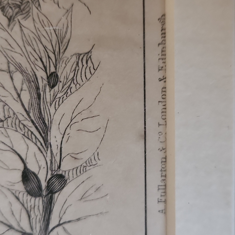 Rare Mid-19th Cent c.1853 London Hoopoe Bird Hand-Colored Engraving w Rare Frame - Picture 3 of 8